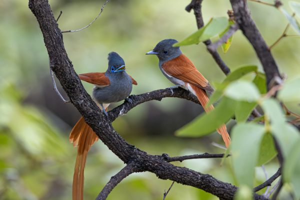 African Paradise-Flycatcher