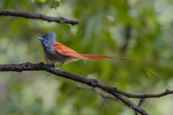 African Paradise-Flycatcher