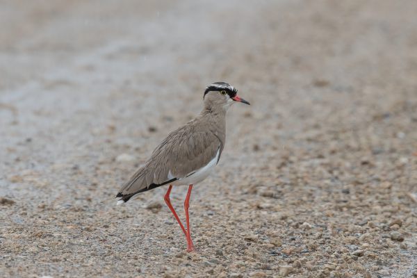 Crowned Lapwing