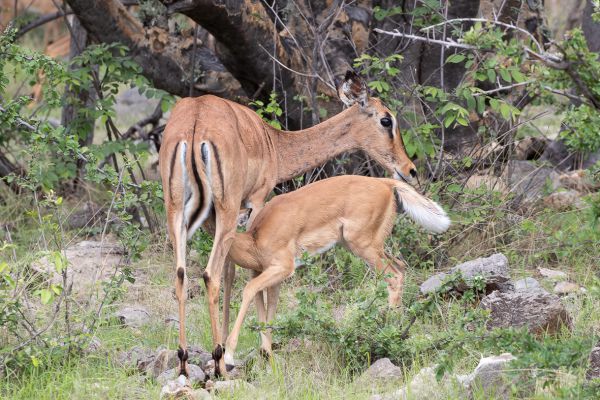 Black faced Impala
