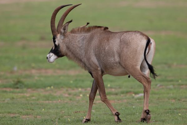 Sable antelope