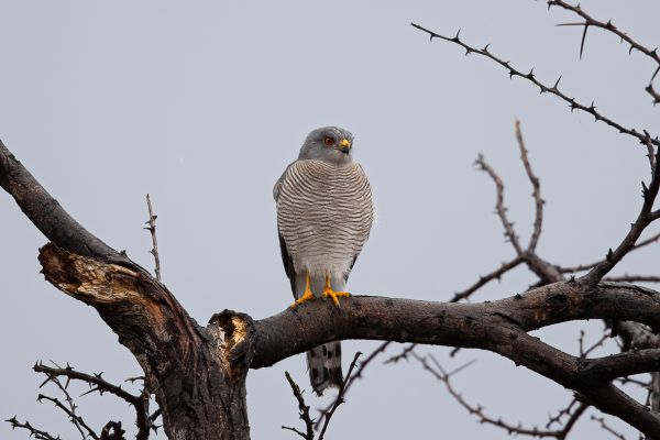 Shikra
