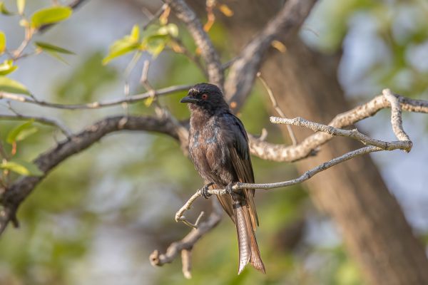Fork-tailed or Glossy-backed Drongo