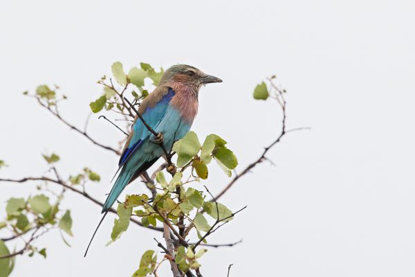 Lilac-breasted Roller