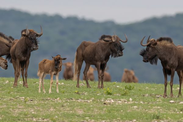 Wildebeest