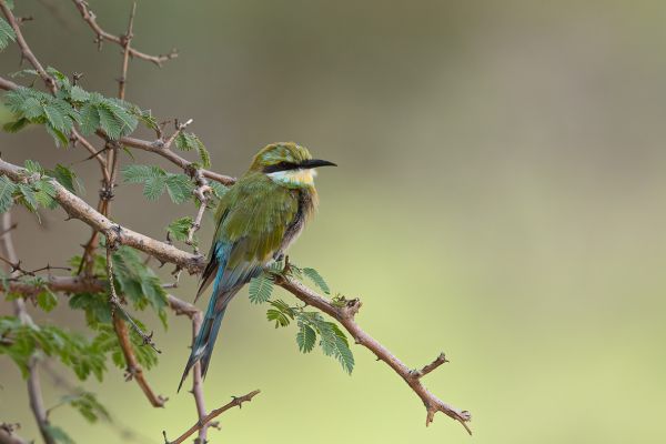Swallow-tailed Bee-eater