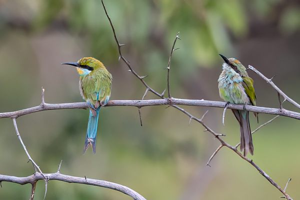 Swallow-tailed Bee-eater