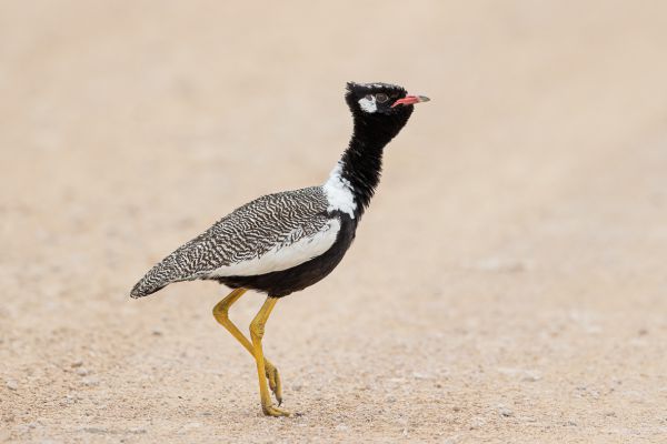 White-quilled Bustard