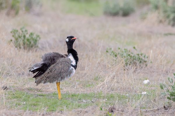 White-quilled Bustard