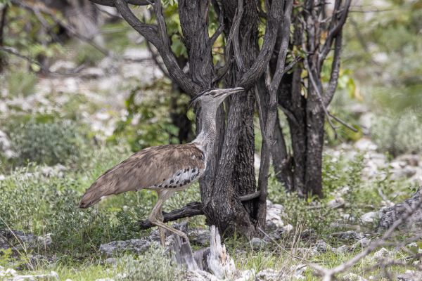 Kori Bustard