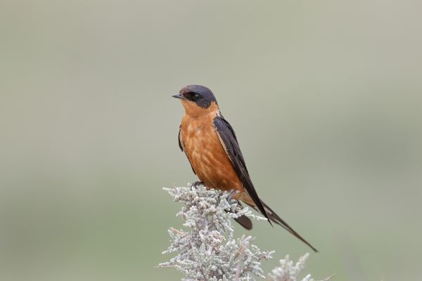 Rufous-chested Swallow