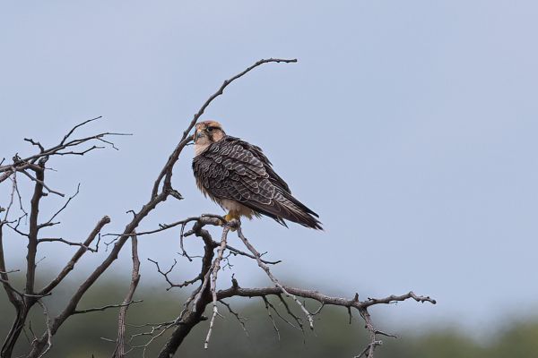 Red-necked Falcon