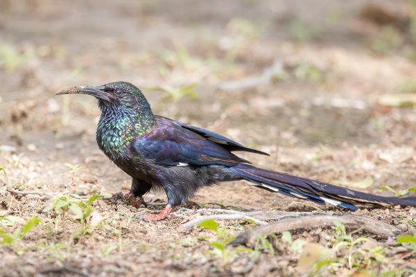 Common Scimitar-bill