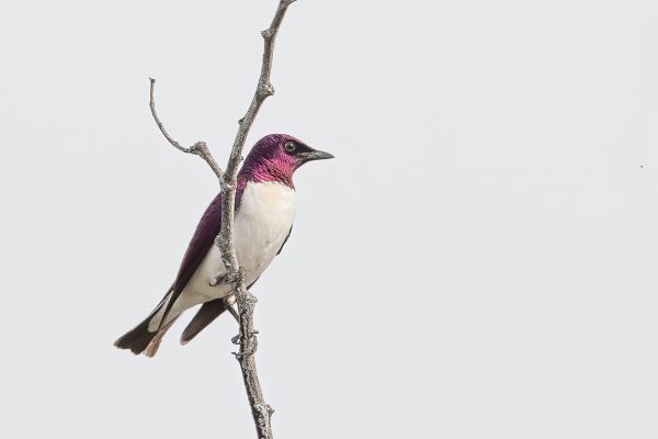 Violet-backed Starling