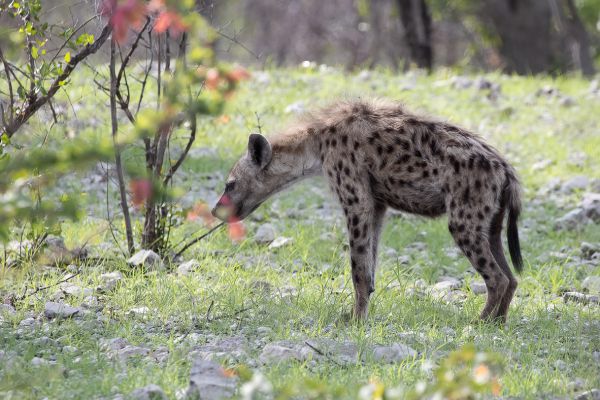 Spotted hyena 