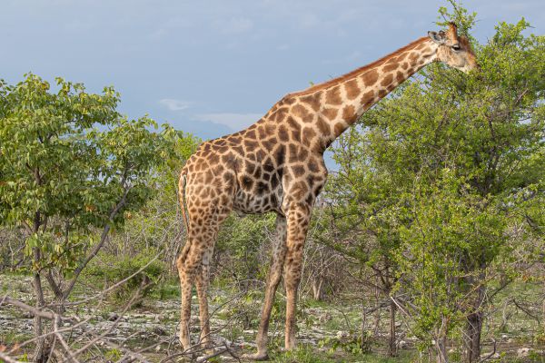 Giraffe