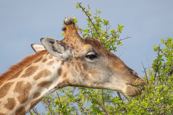 Giraffe