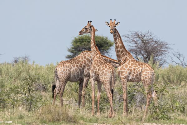 Giraffe