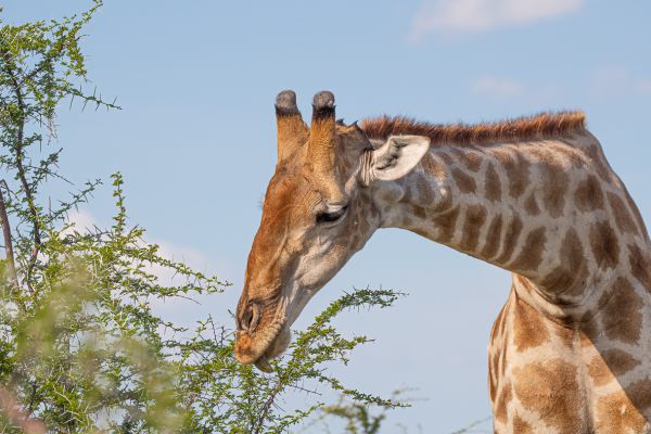 Giraffe