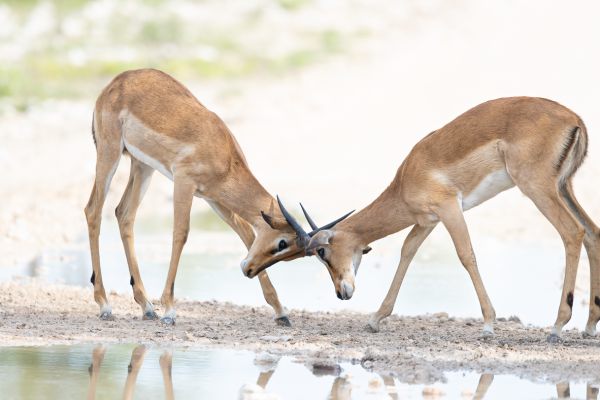 Black-faced impala 