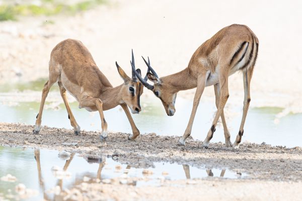 Black-faced impala 