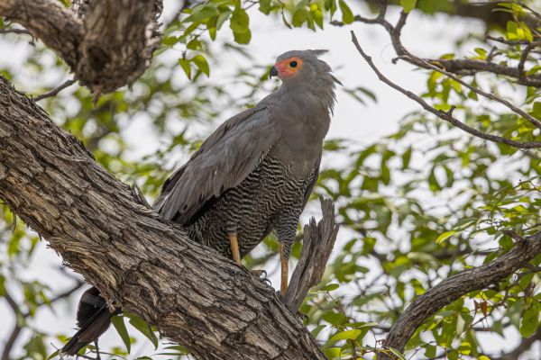 African Harrier-Hawk