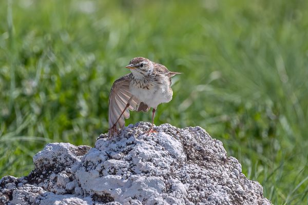 African Pipit