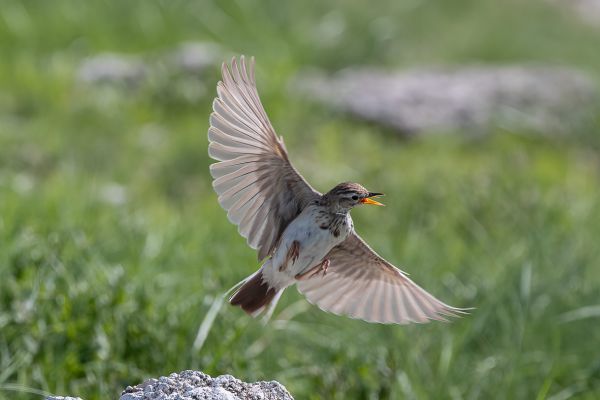 African Pipit