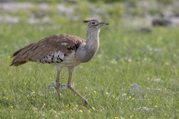 Kori Bustard
