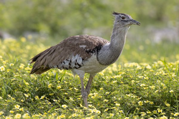 Kori Bustard
