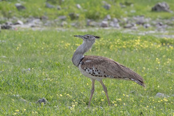 Kori Bustard