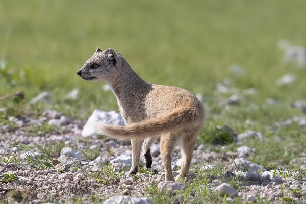 Common Sleder Mongoos