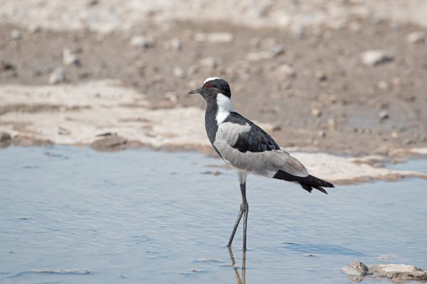 Blacksmith Lapwing