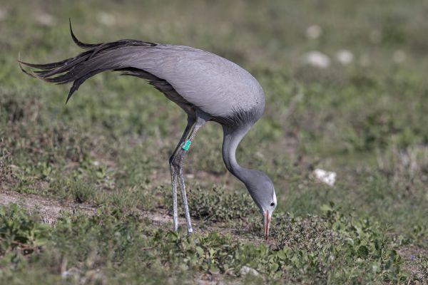 Blue Crane