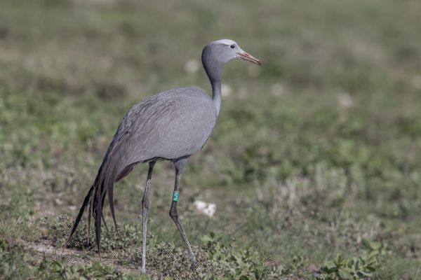 Blue Crane