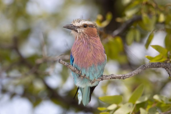 Lilac-breasted Roller