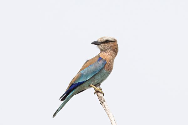 Lilac-breasted Roller