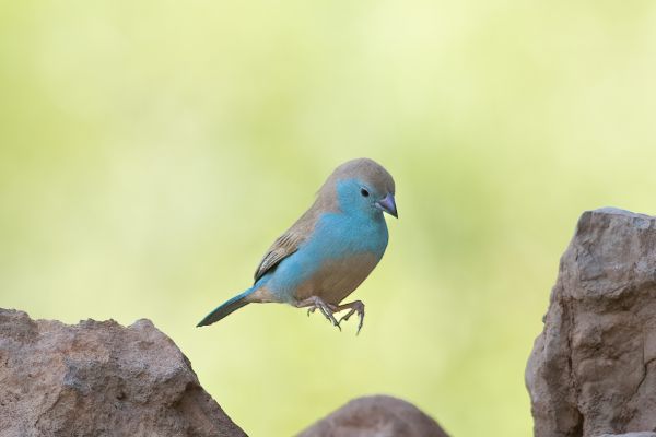 Blue-breasted Cordonbleu