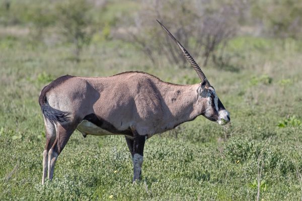 Gemsbok