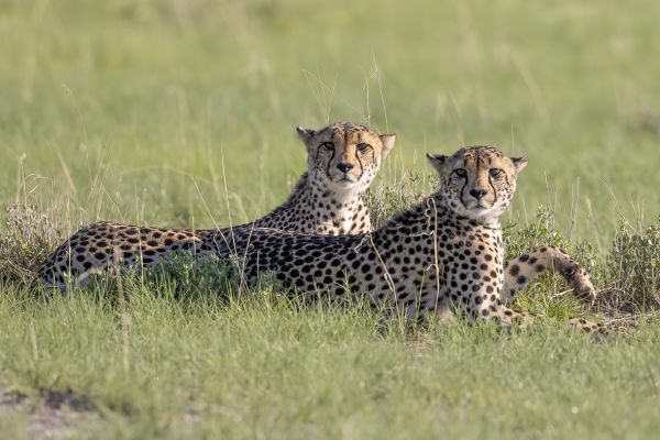 Cheetah