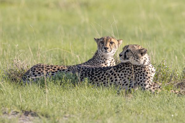 Cheetah