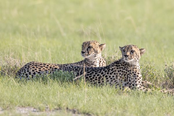 Cheetah