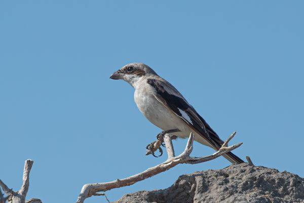 Lesser Grey Shrike