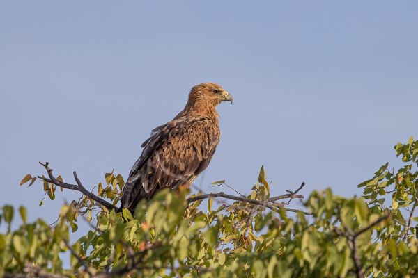Tawny Eagle