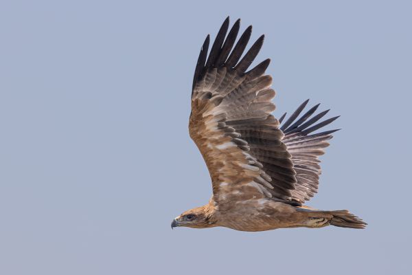 Tawny Eagle