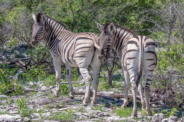 Plains zebra