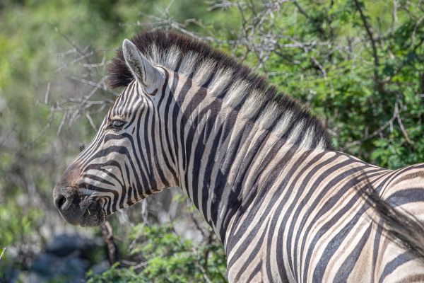 Plains zebra