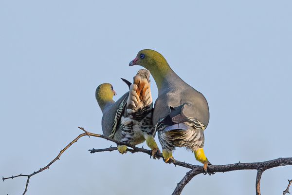 African Green-Pigeon
