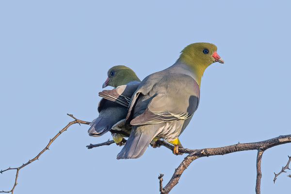 African Green-Pigeon