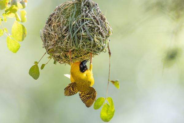 Southern Masked-Weaver